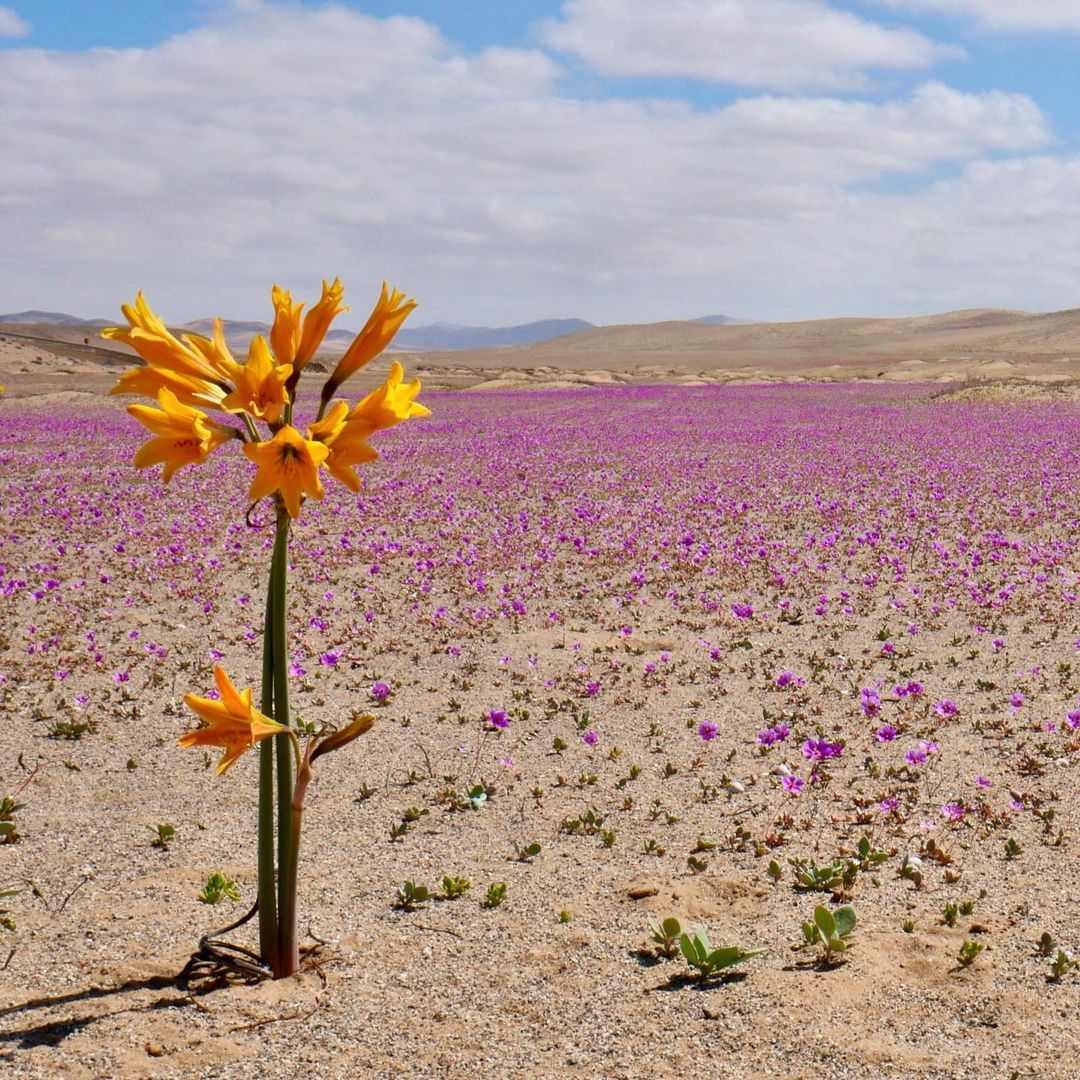 Primavera Overland: vuelve una de las mejores épocas para salir